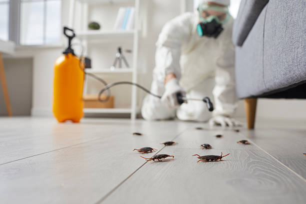 Commercial Rodent Management in Fircrest